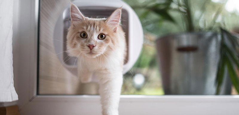 Cat Doors cat door